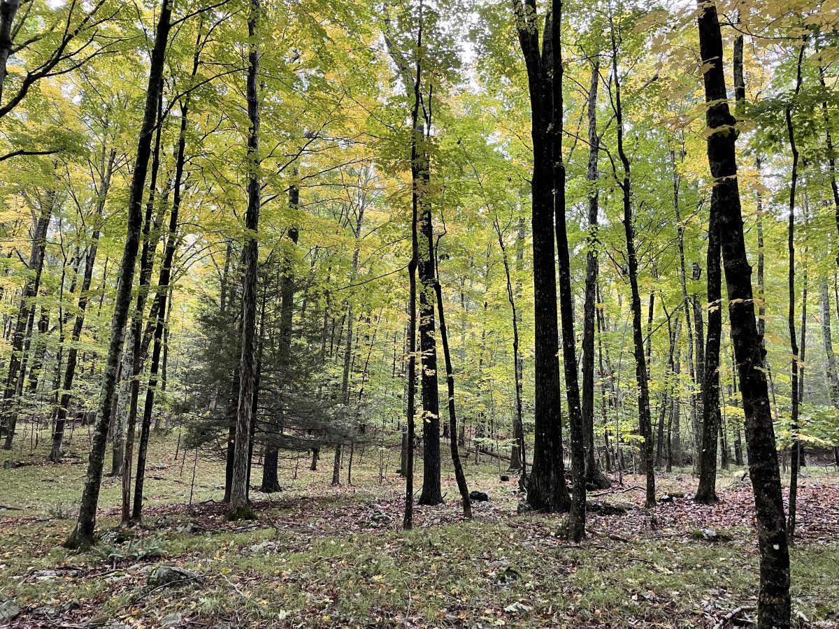 Willimantic Tract | UConn Forest